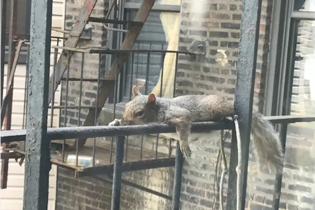 Hot squirrel summer.
